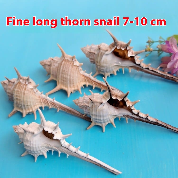 Natural Shell Conch Conch 5-9cm Home Fish Tank Micro Landscape Decoration view 8