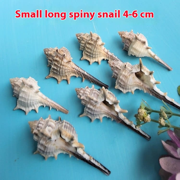 Natural Shell Conch Conch 5-9cm Home Fish Tank Micro Landscape Decoration view 4