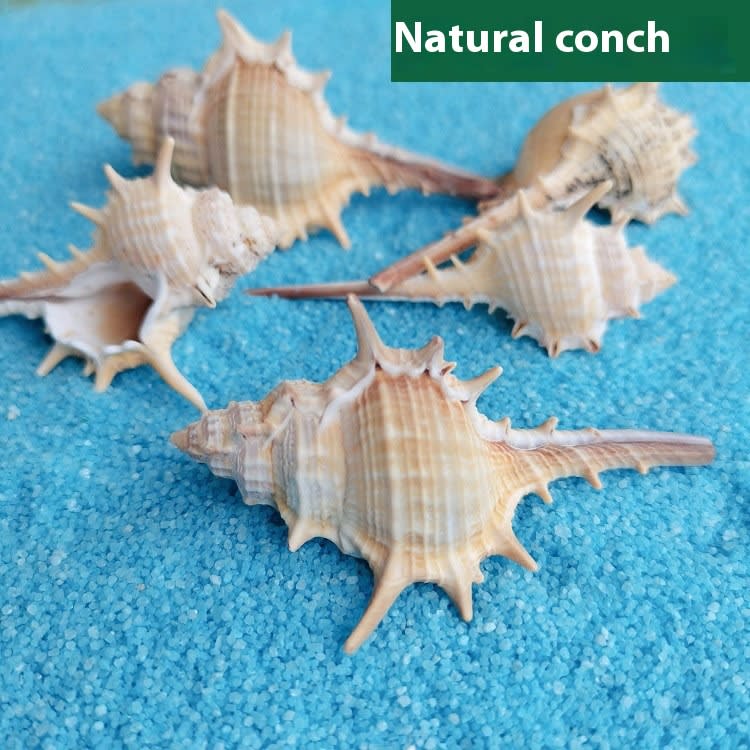 Natural Shell Conch Conch 5-9cm Home Fish Tank Micro Landscape Decoration view 6