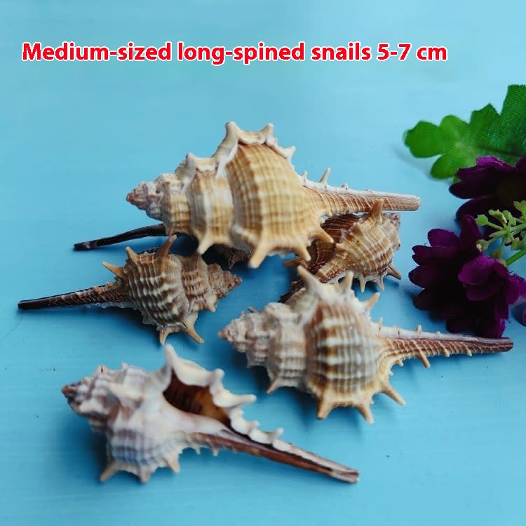 Natural Shell Conch Conch 5-9cm Home Fish Tank Micro Landscape Decoration view 3