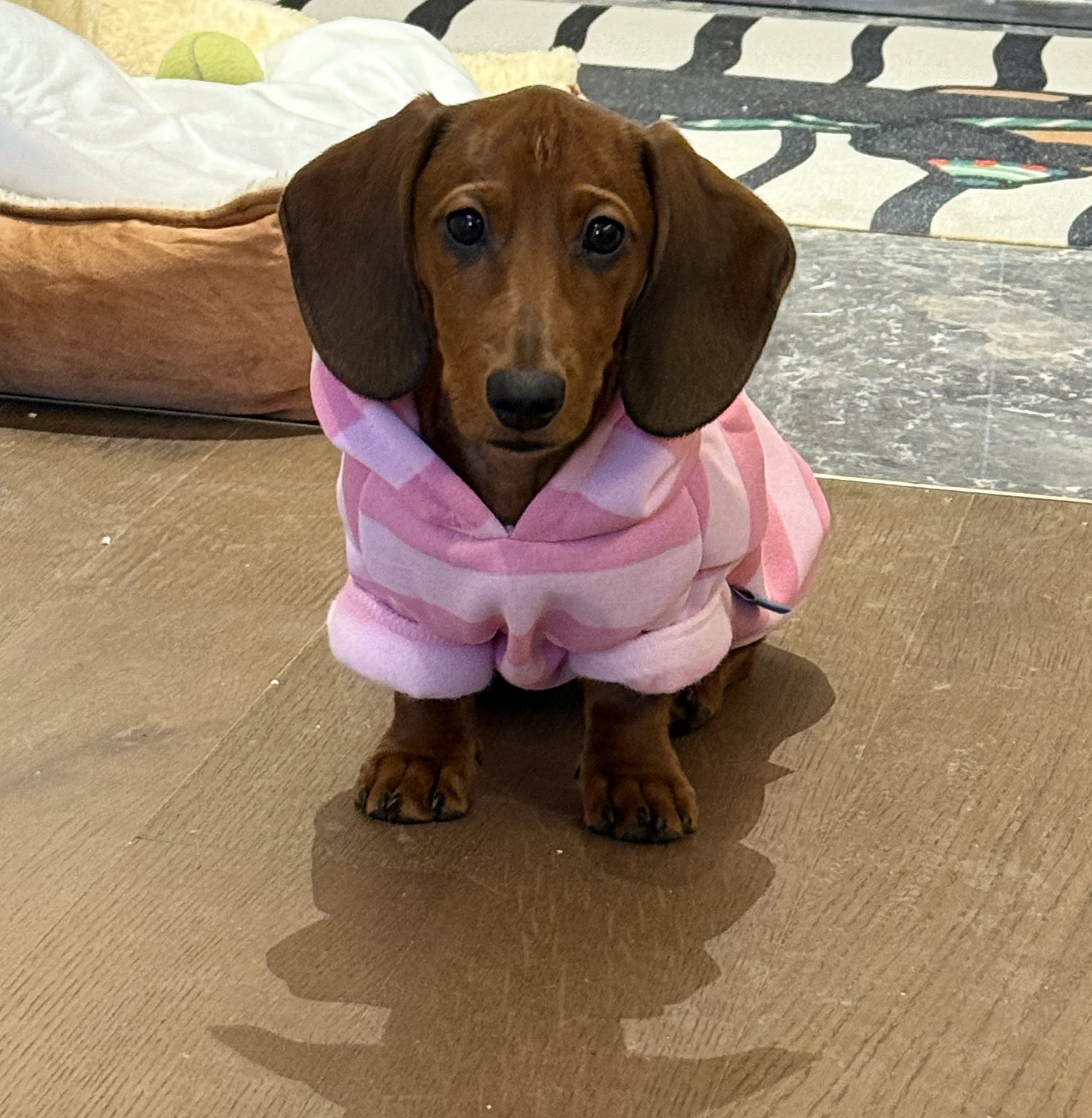 Pet Autumn And Winter Thin Velvet Hooded Pink Striped Sweater view 4