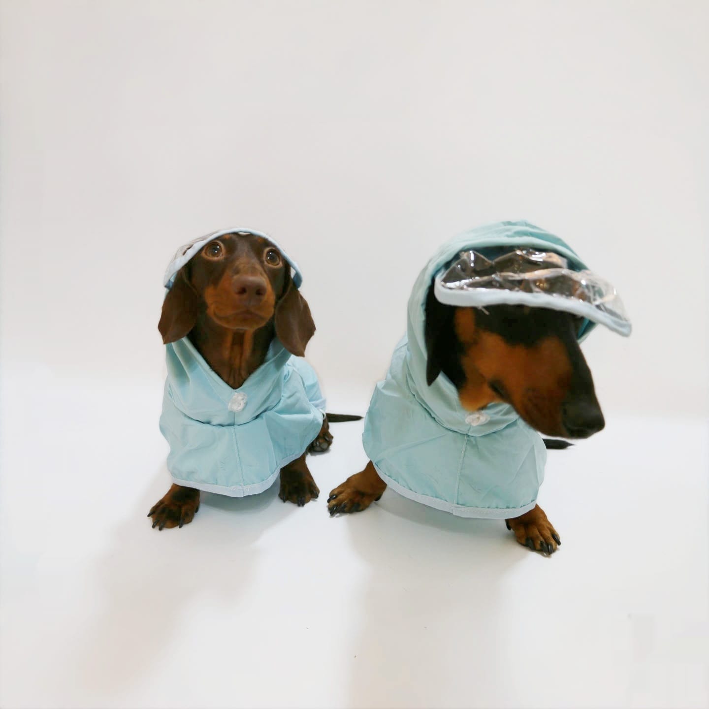 Dog Waterproof Hooded Poncho Raincoat view 3