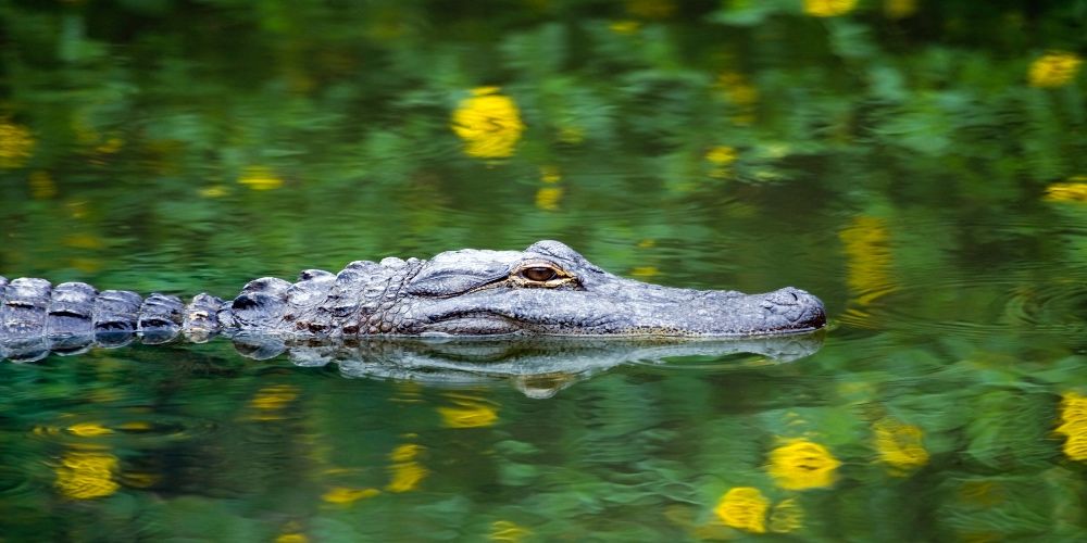 sawgrass mall alligator shaped