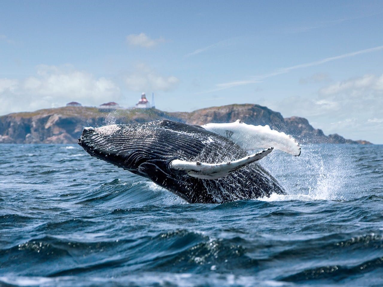 Whale-Watching-Newfoundland.jpg