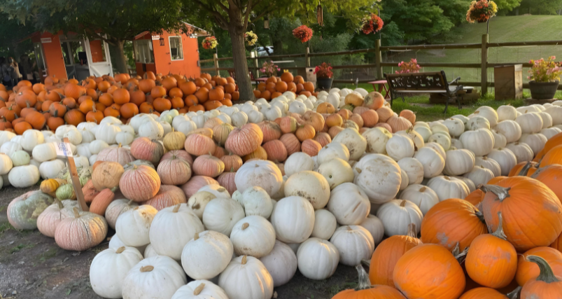 Howells Family Pumpkin Farm