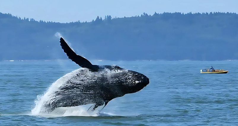 Whale Watching