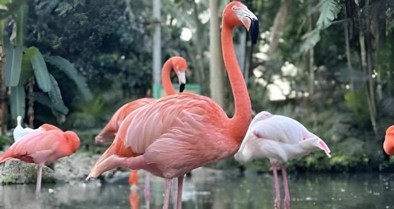 Flamingo Gardens