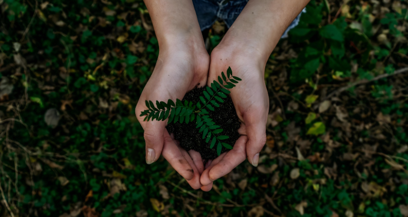 Human hand holding a plant in mud