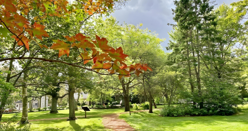 A path in a greenery