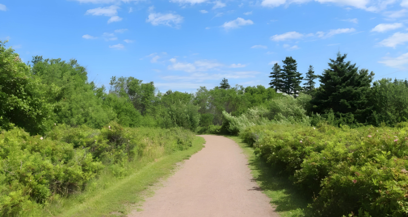 A path in a greenery