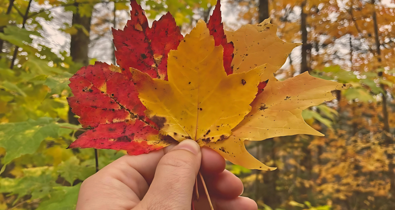 Human hand holding Autumn Leaves