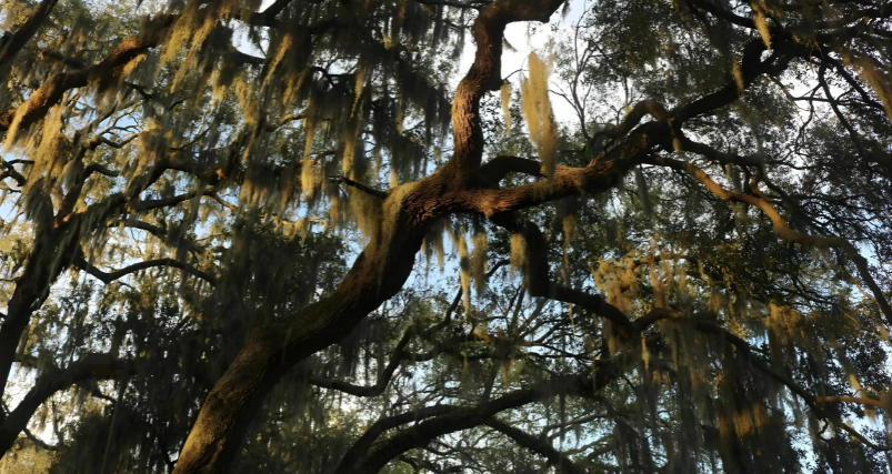 Bonaventure Cemetery