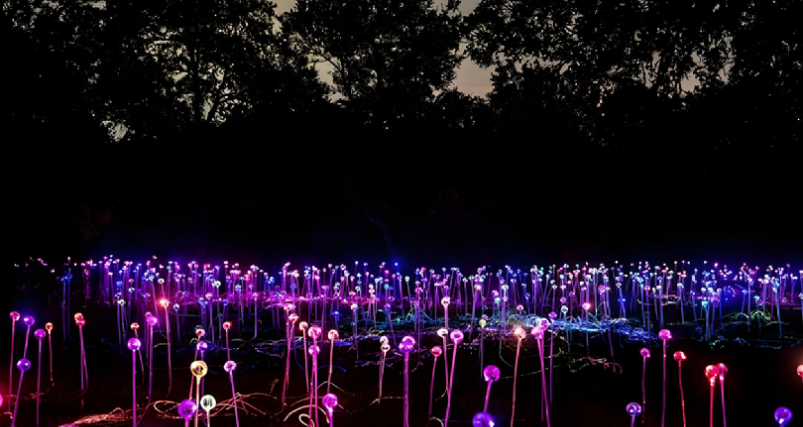 the Field of Light Exhibit at Wildflower Center