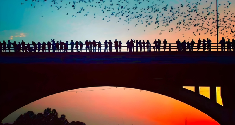 Batwatch at Congress Avenue Bridge