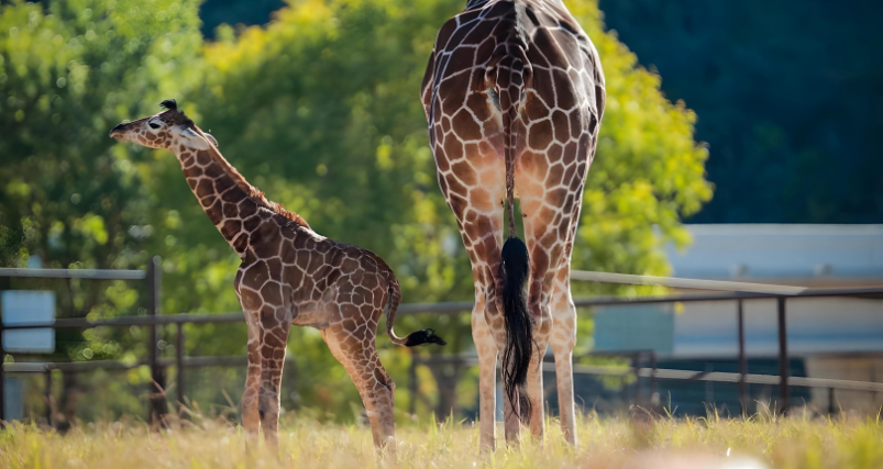 Natural Bridge Wildlife Ranch