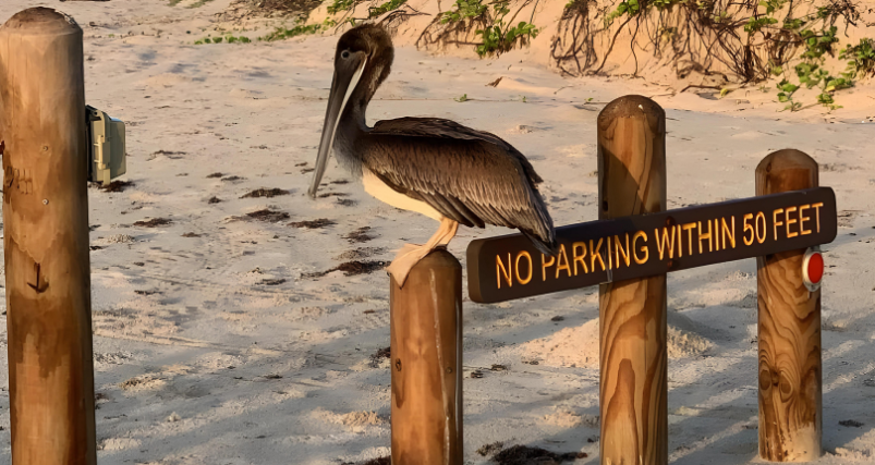 Mustang Island State Park