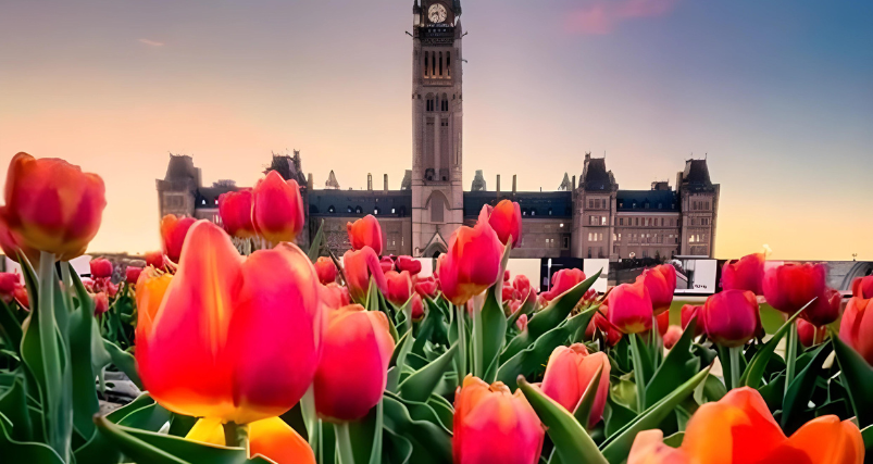 Canadian Tulip Festival