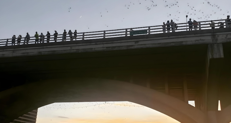 bats fly from Congress Avenue Bridge