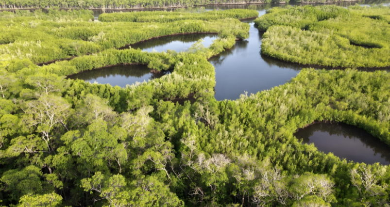 Everglades