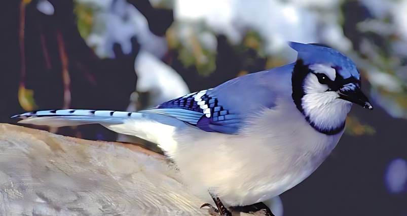 Blue Jay