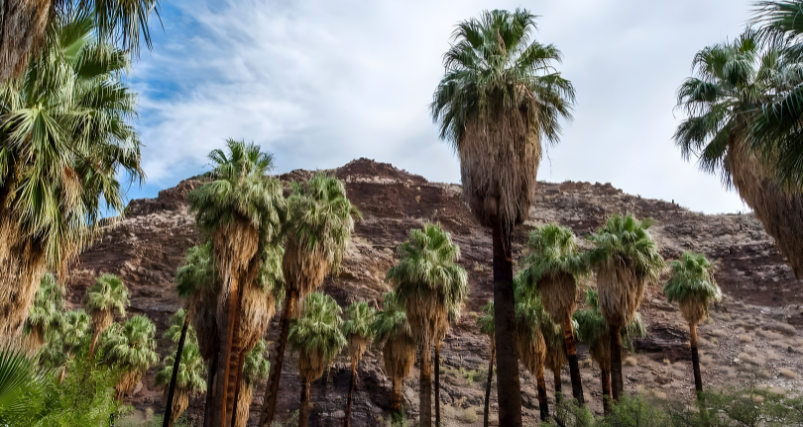 Palm Desert