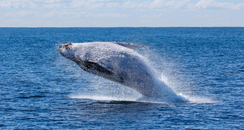Whale