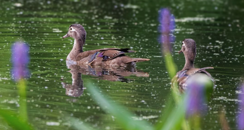 Birds at Forest Park