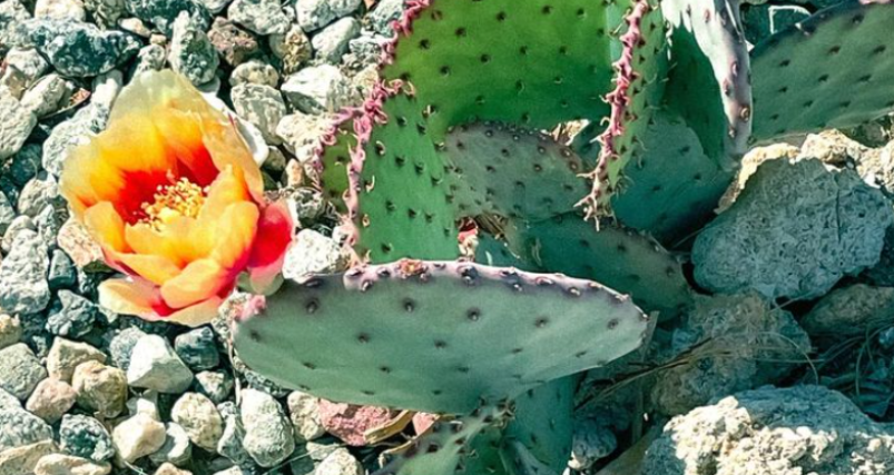 Prickly Pear Cactus