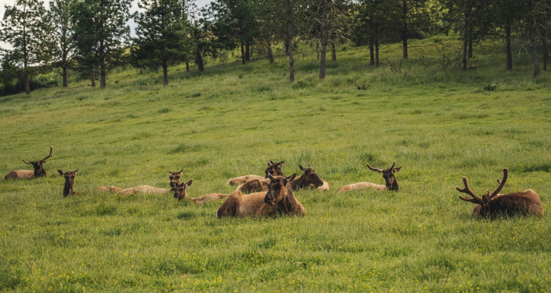 moose in Baxter State Park