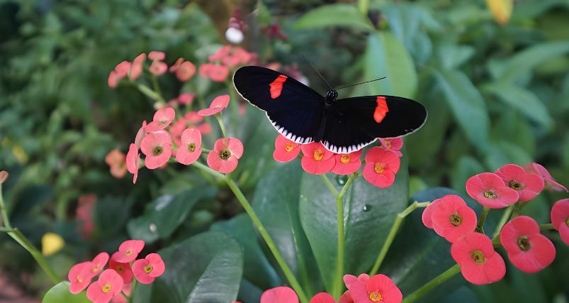 Butterfly Conservatory