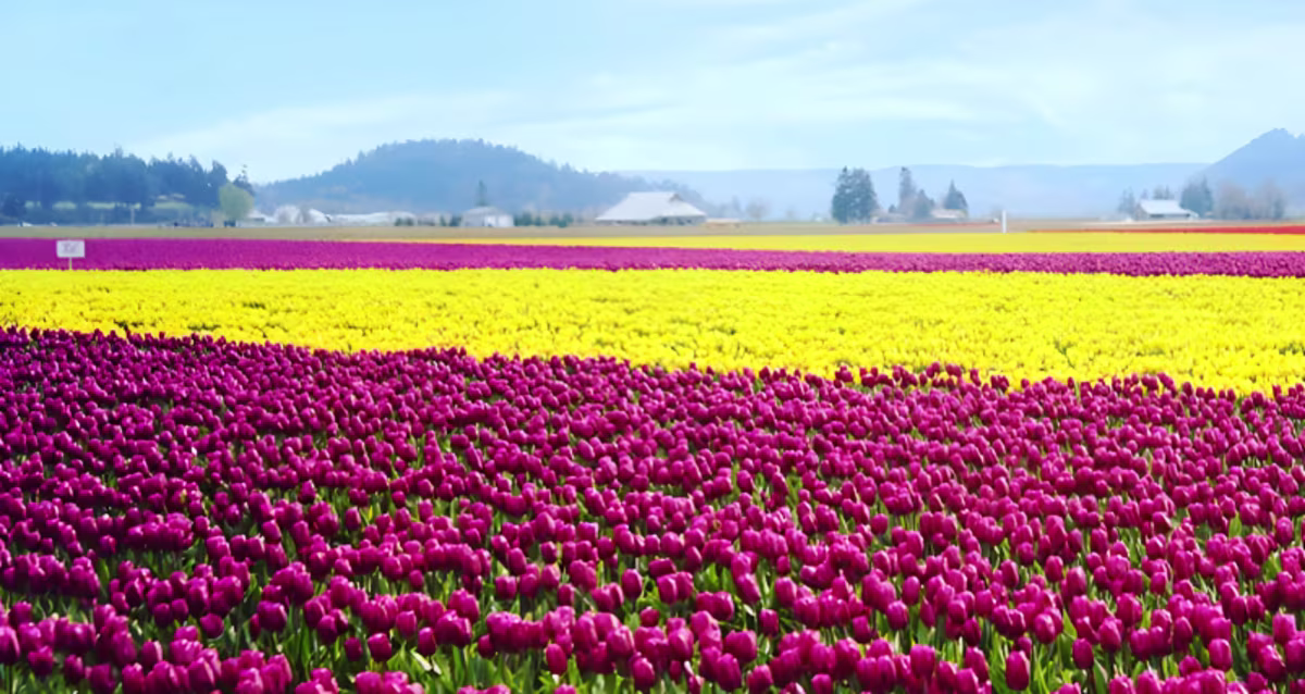 Spring in the Emerald City