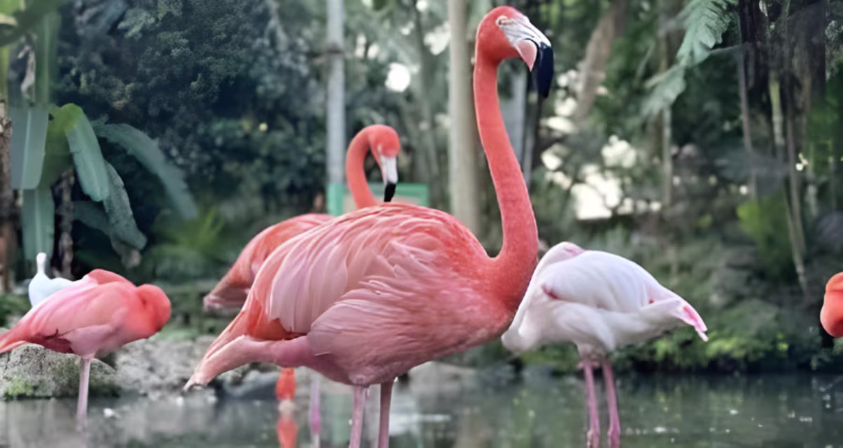 Flamingo Gardens