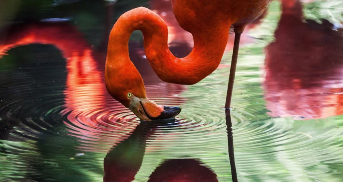 Nature at Flamingo Gardens