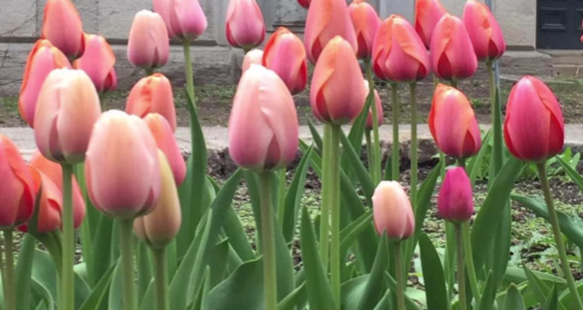 Tulips