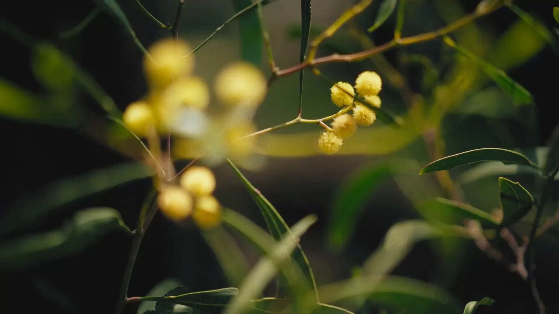 Acacia dorata in fiore