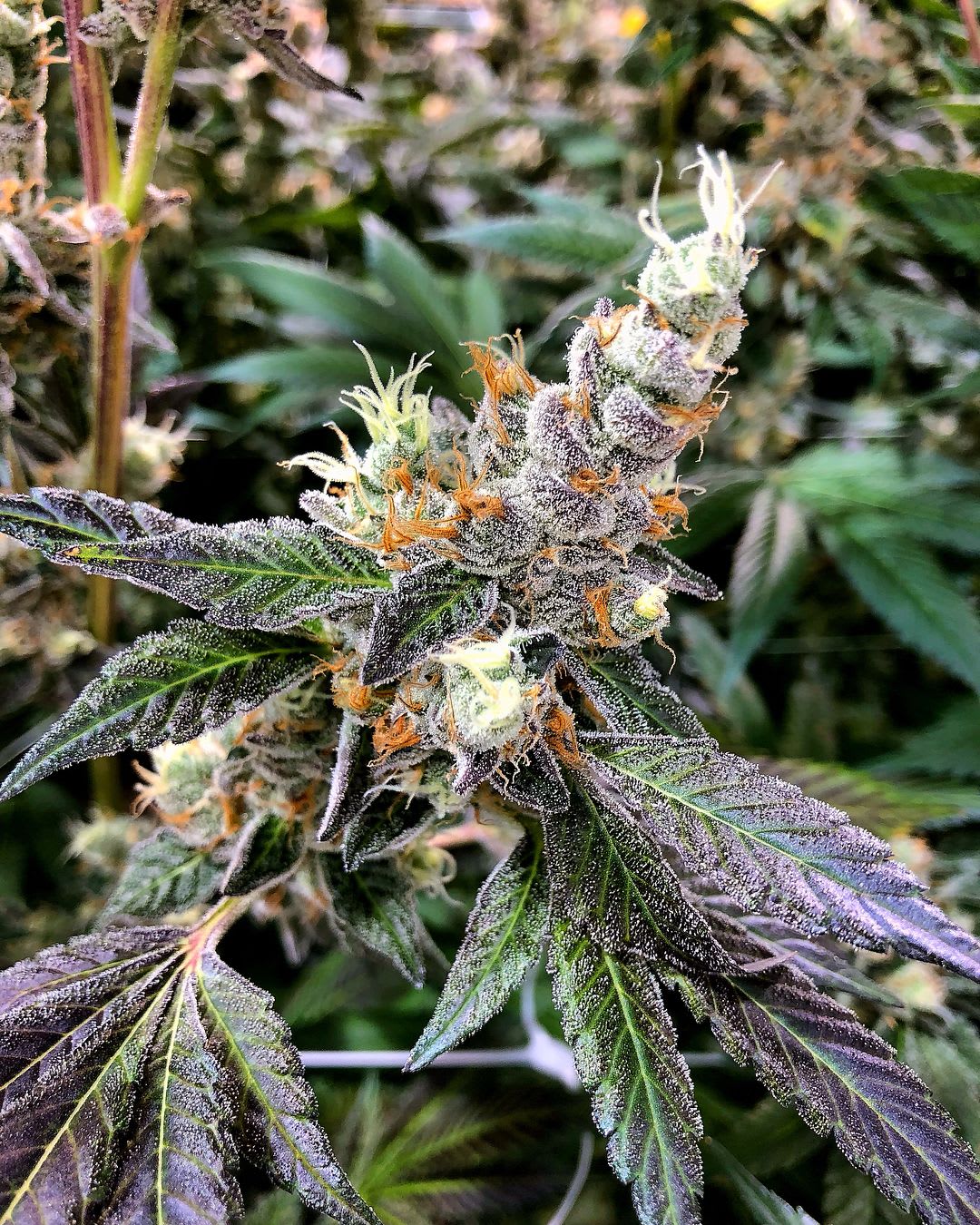 Cultivar image 2