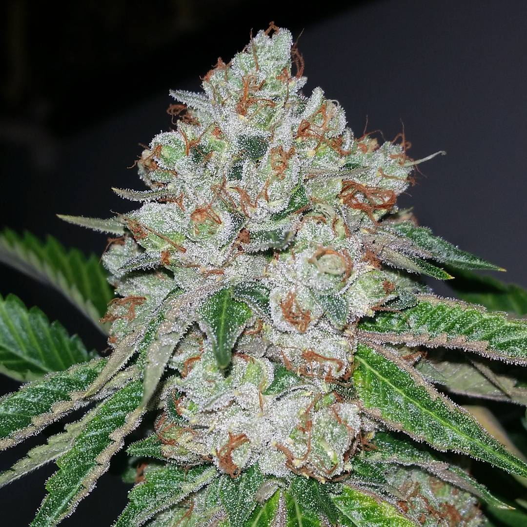 Cultivar image 1