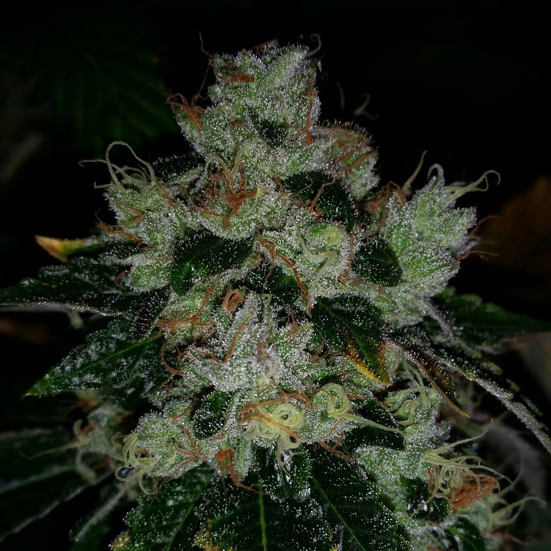 Cultivar image 1