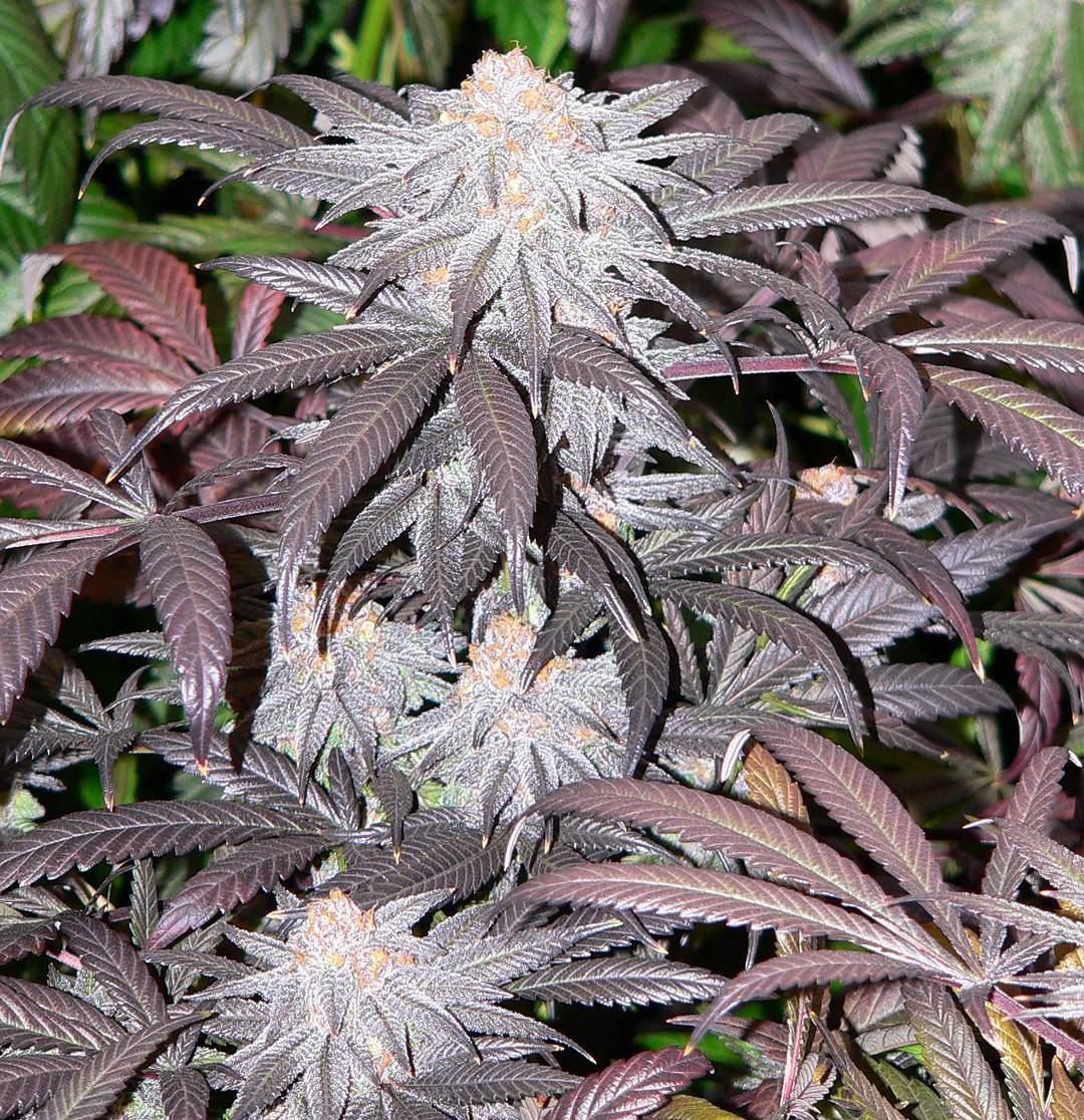 Cultivar image 1
