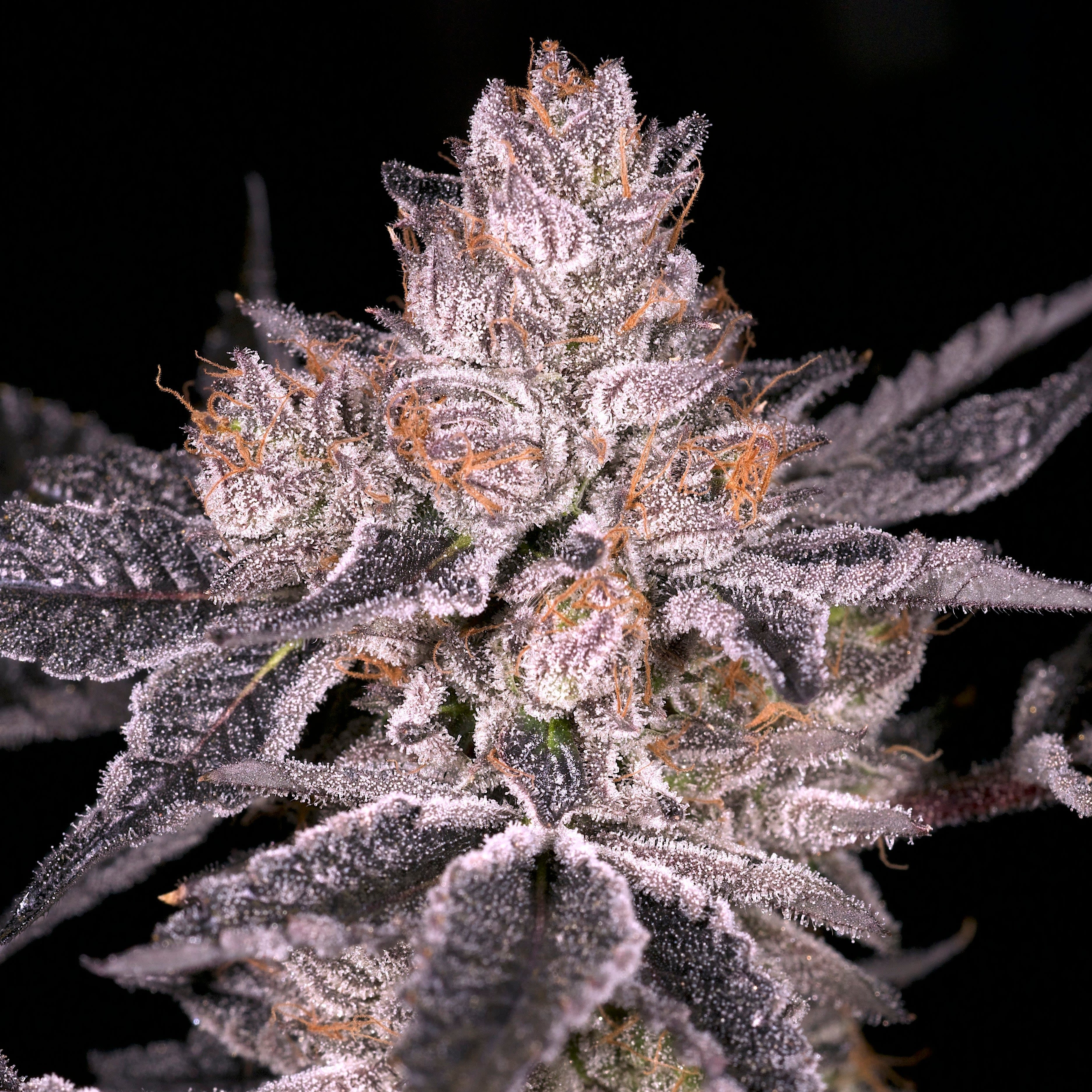 Cultivar image 1