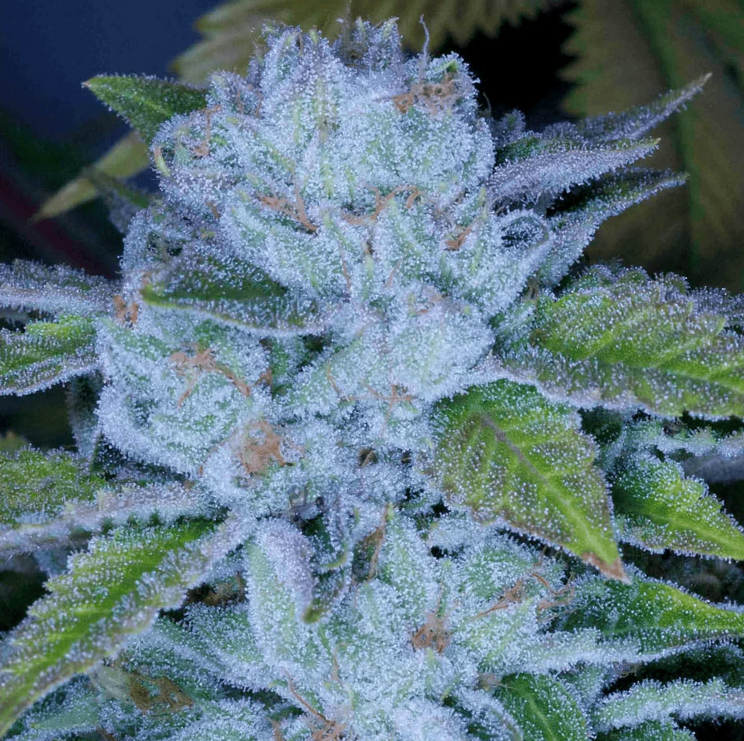 Cultivar image 1