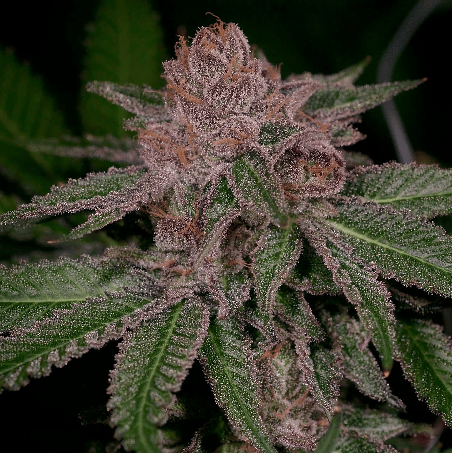 Cultivar image 1