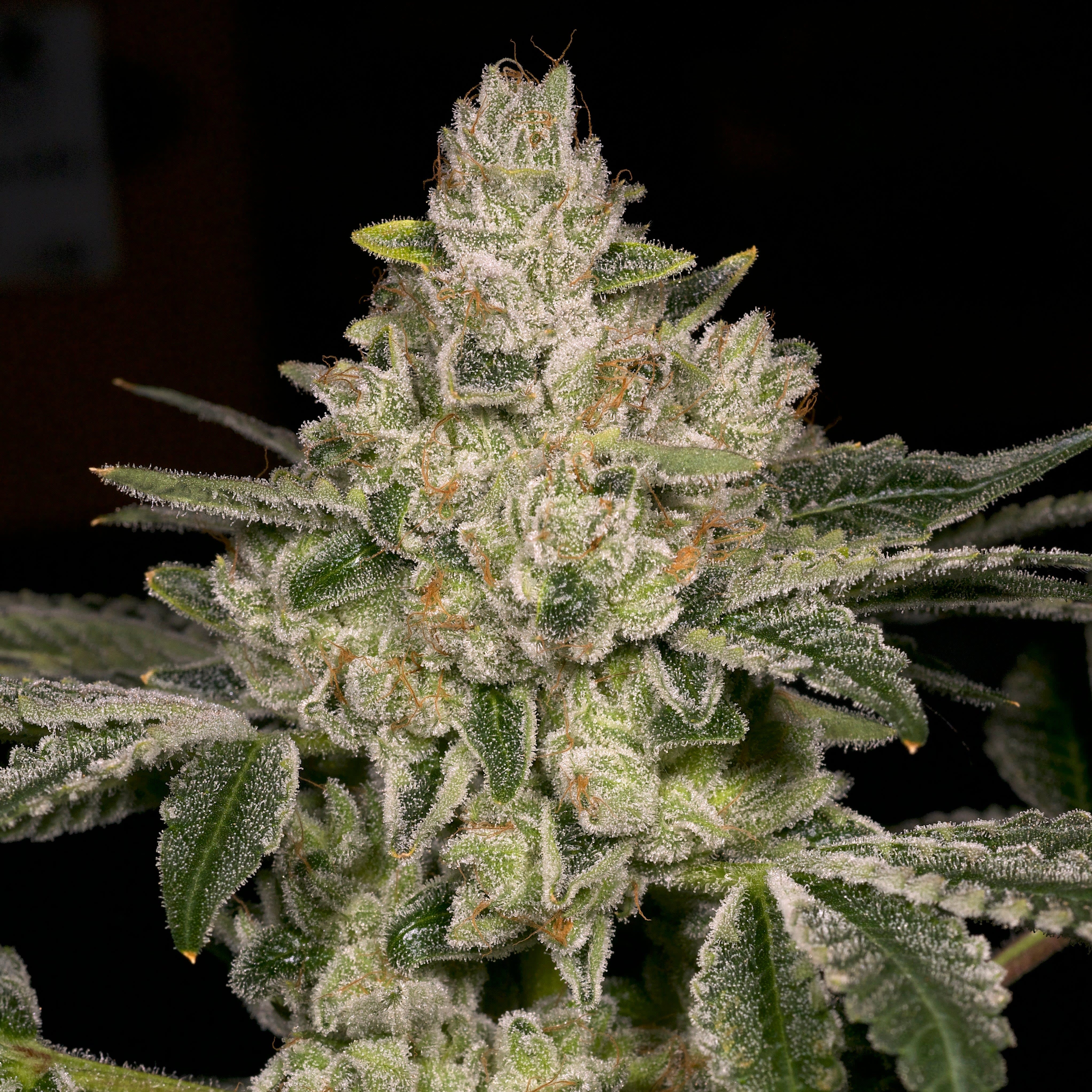 Cultivar image 1