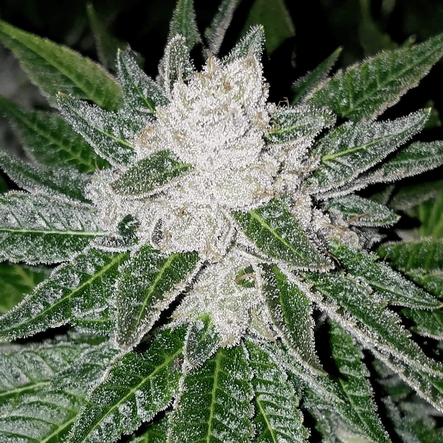 Cultivar image 1