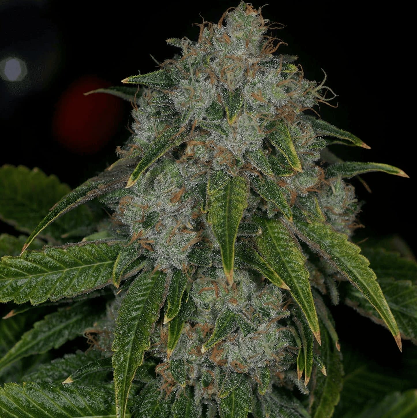 Cultivar image 1