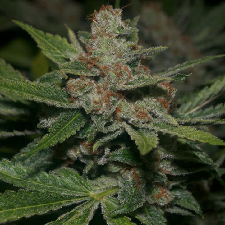 Cultivar image 1