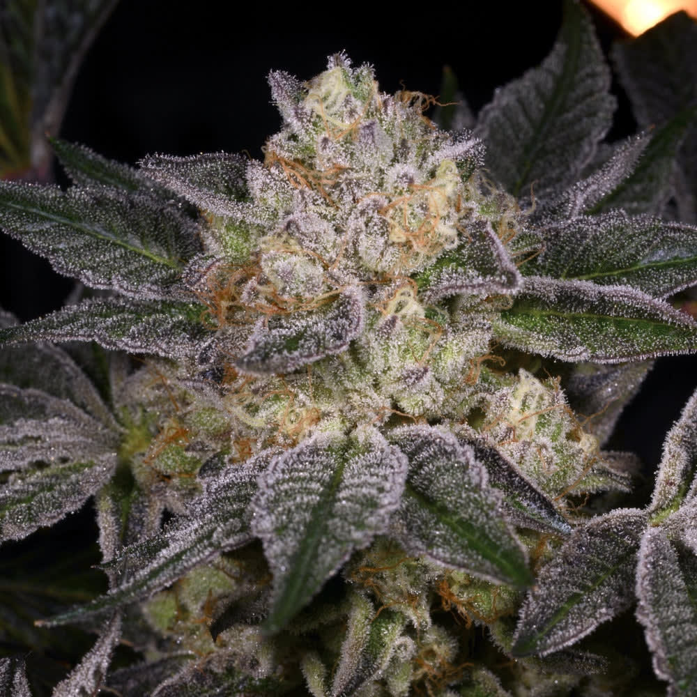 Cultivar image 1