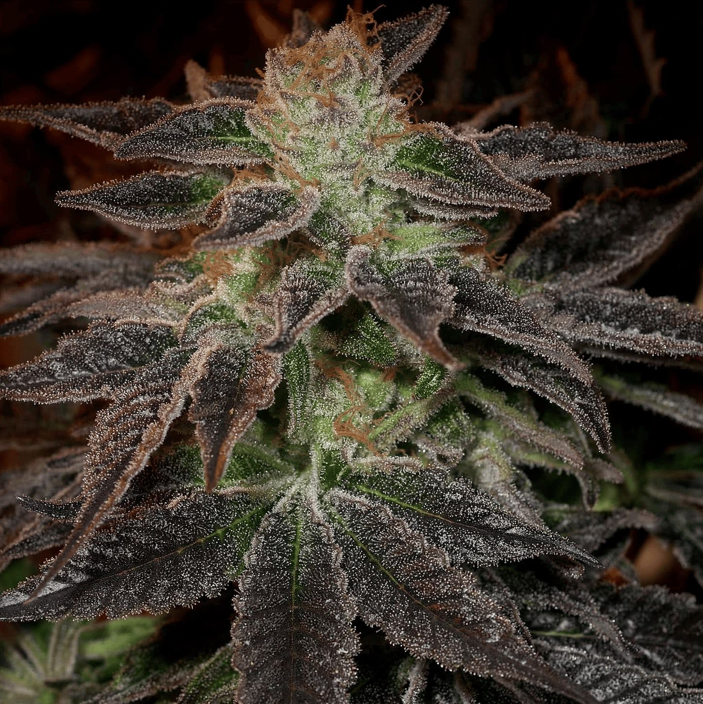 Cultivar image 1