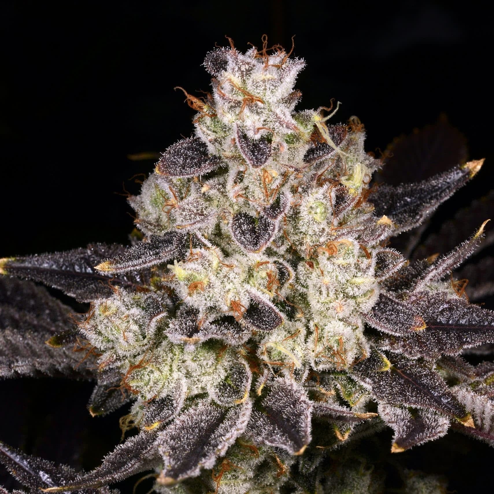 Cultivar image 1