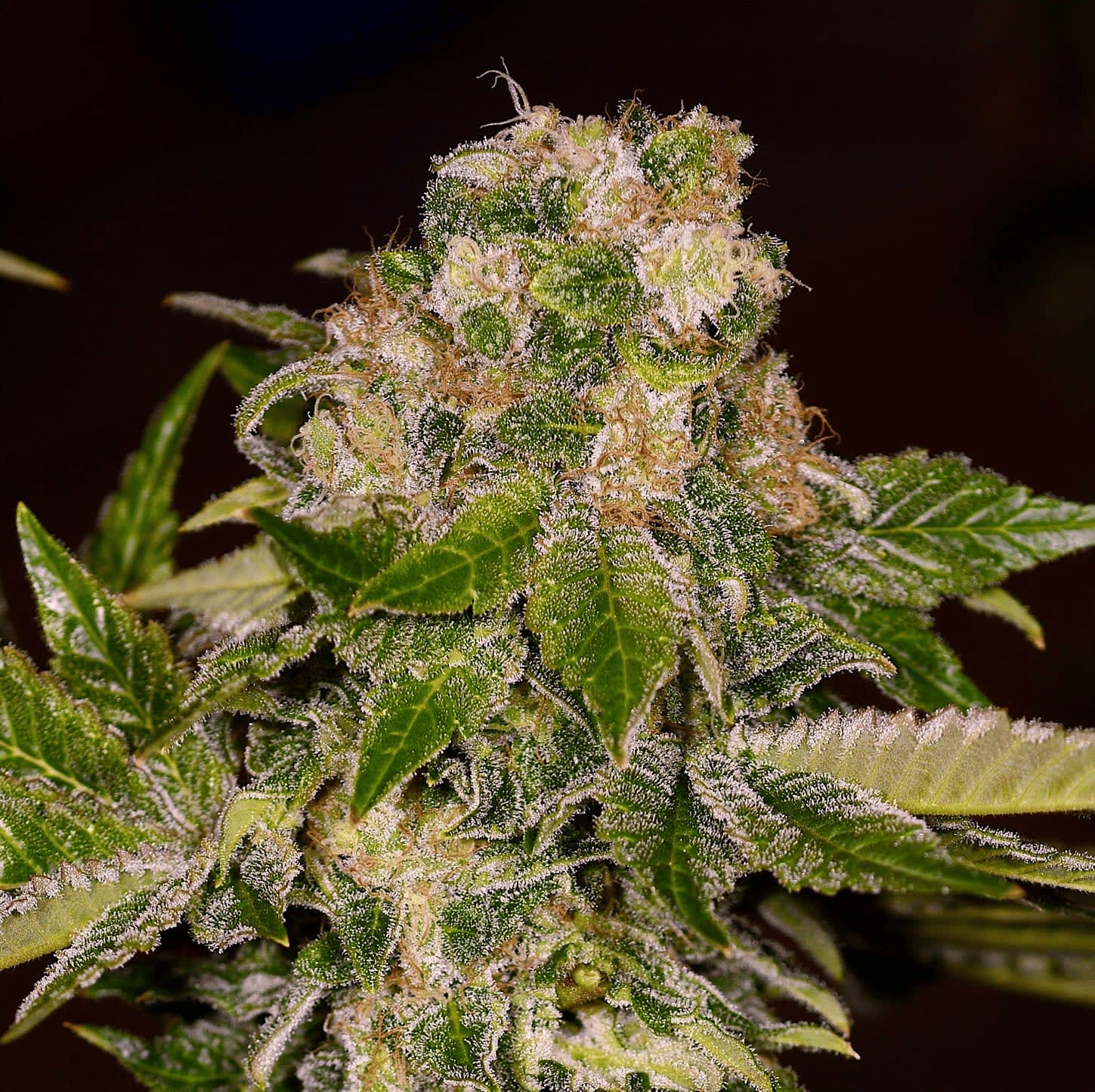 Cultivar image 1